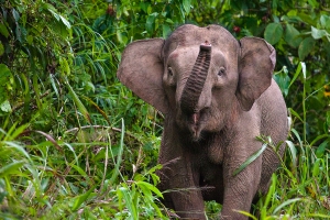 Slon indický bornejský